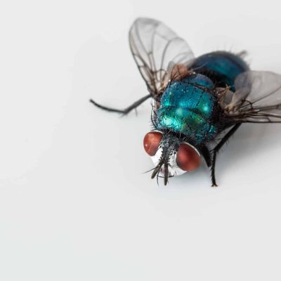 blowfly-2151453_1920