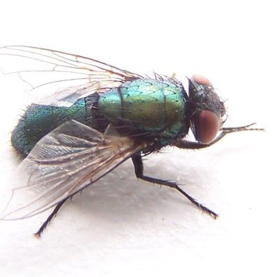 lucilia-sericata-1368056